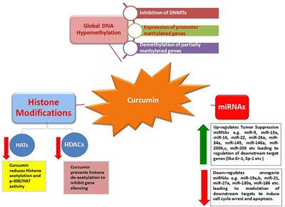 Curcumin as an Alternative Epigenetic Modulator: Mechanism of Action and Potential Effects